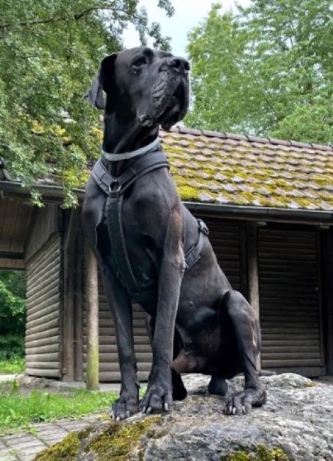 XKhalessi Perasperaadastra